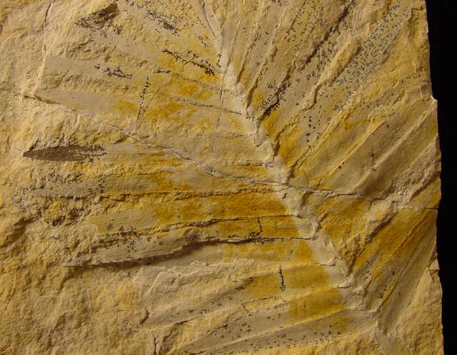 Zamites feneonis BRONGNIART - Bild © FossNet FossilienStore